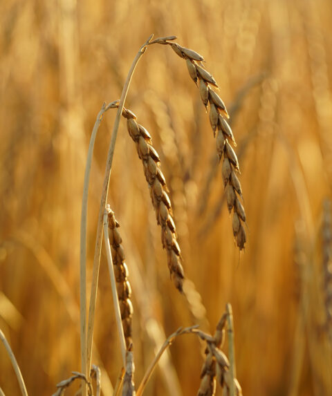 Craggs & Co | The UK’s leading producer of ancient grain wheat products.