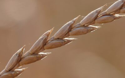 Ancient Grains on Health Agenda