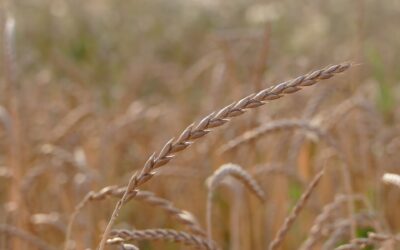 Growth for Ancient Grains